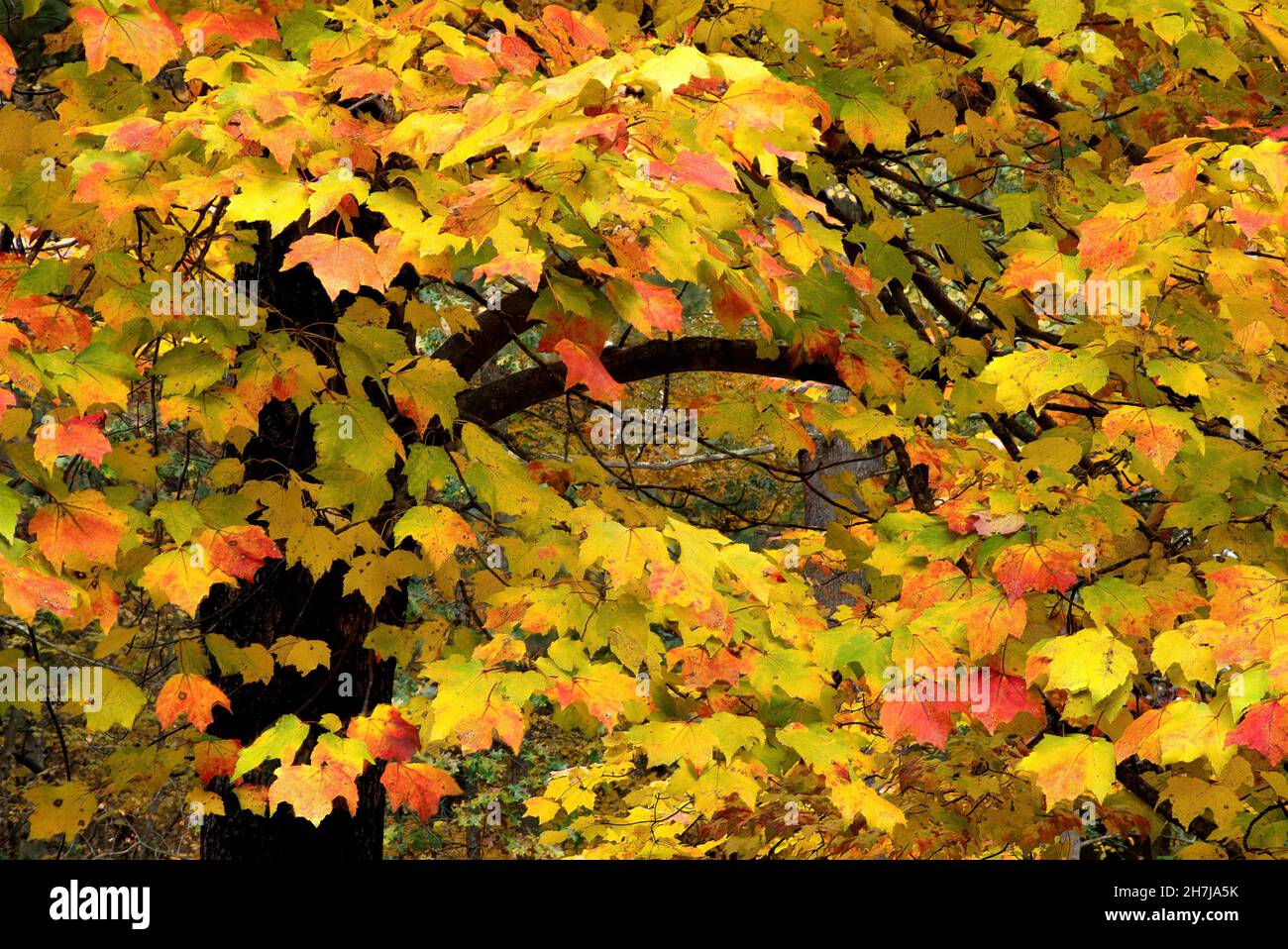 Seasonal changes. Branches of old maple tree with colorful leaves changing to autumn hues of yellow, orange and red. Stock Photo