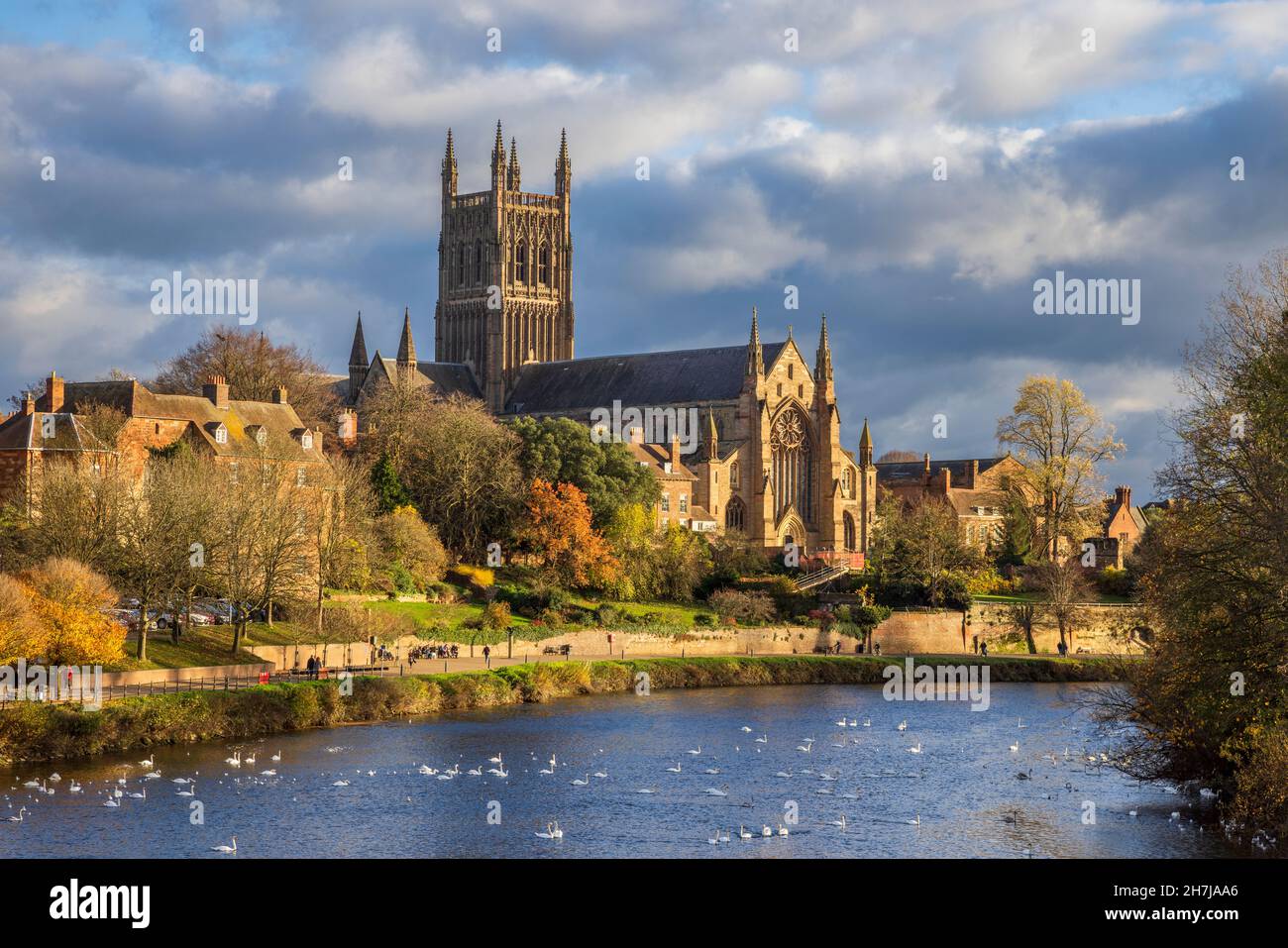 Cathedral of trees hi-res stock photography and images - Alamy