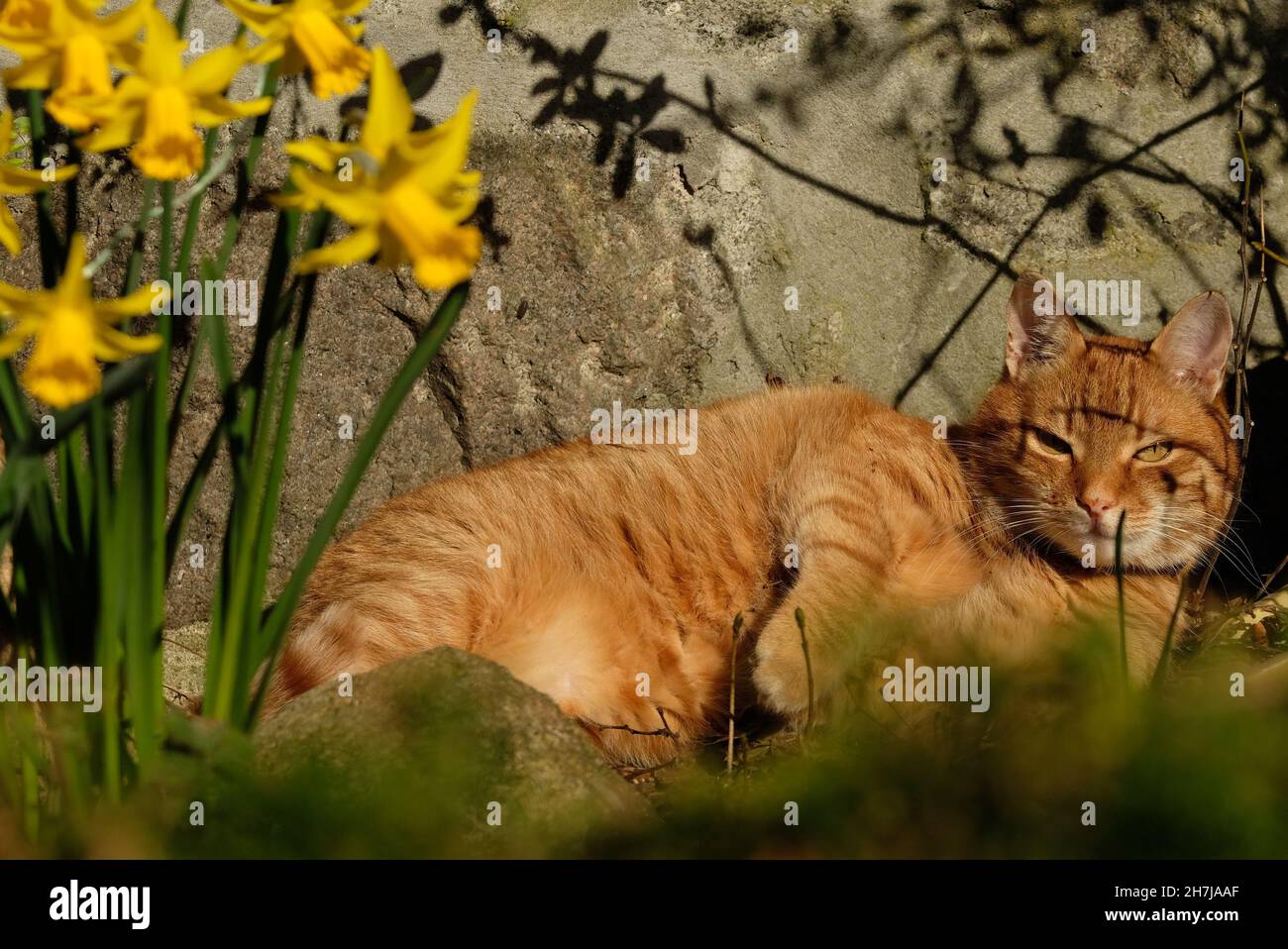 A colour photograph of a ginger cat sunning himself close to some daffodils. Stock Photo