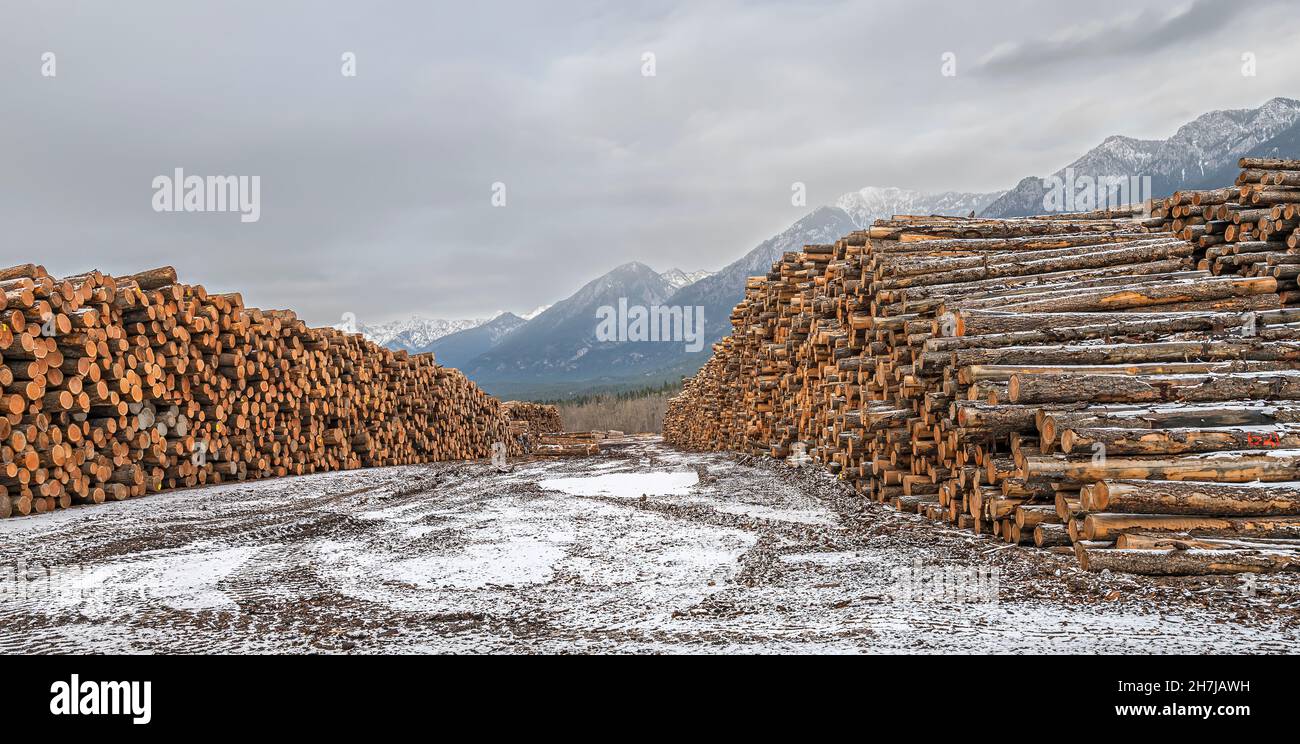 Stacked logs at a lumber mill in Radium, British Columbia, Canada Stock