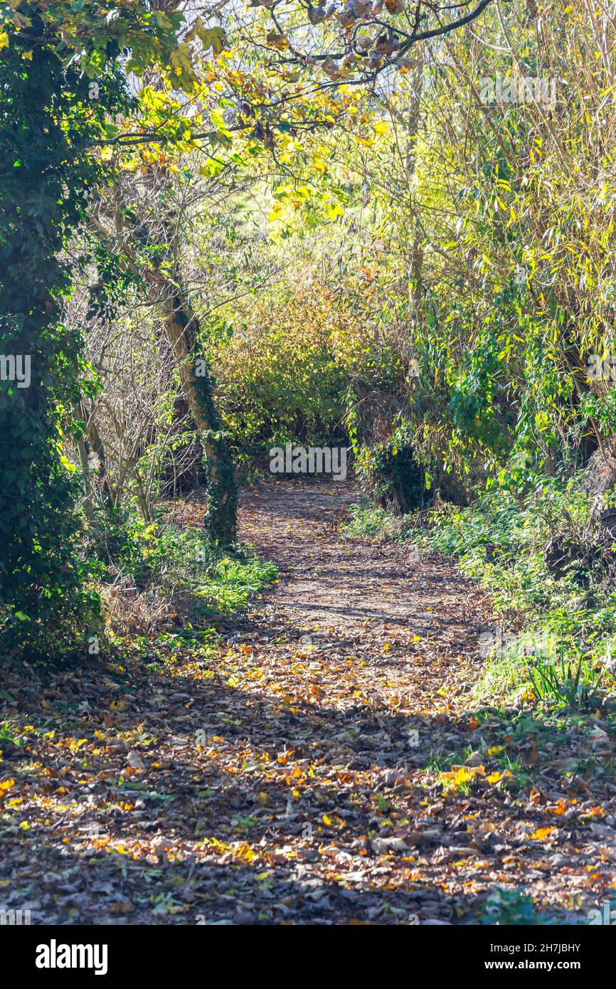 Walking track through bush, Yaxley, Cambridgeshire, England, United Kingdom Stock Photo