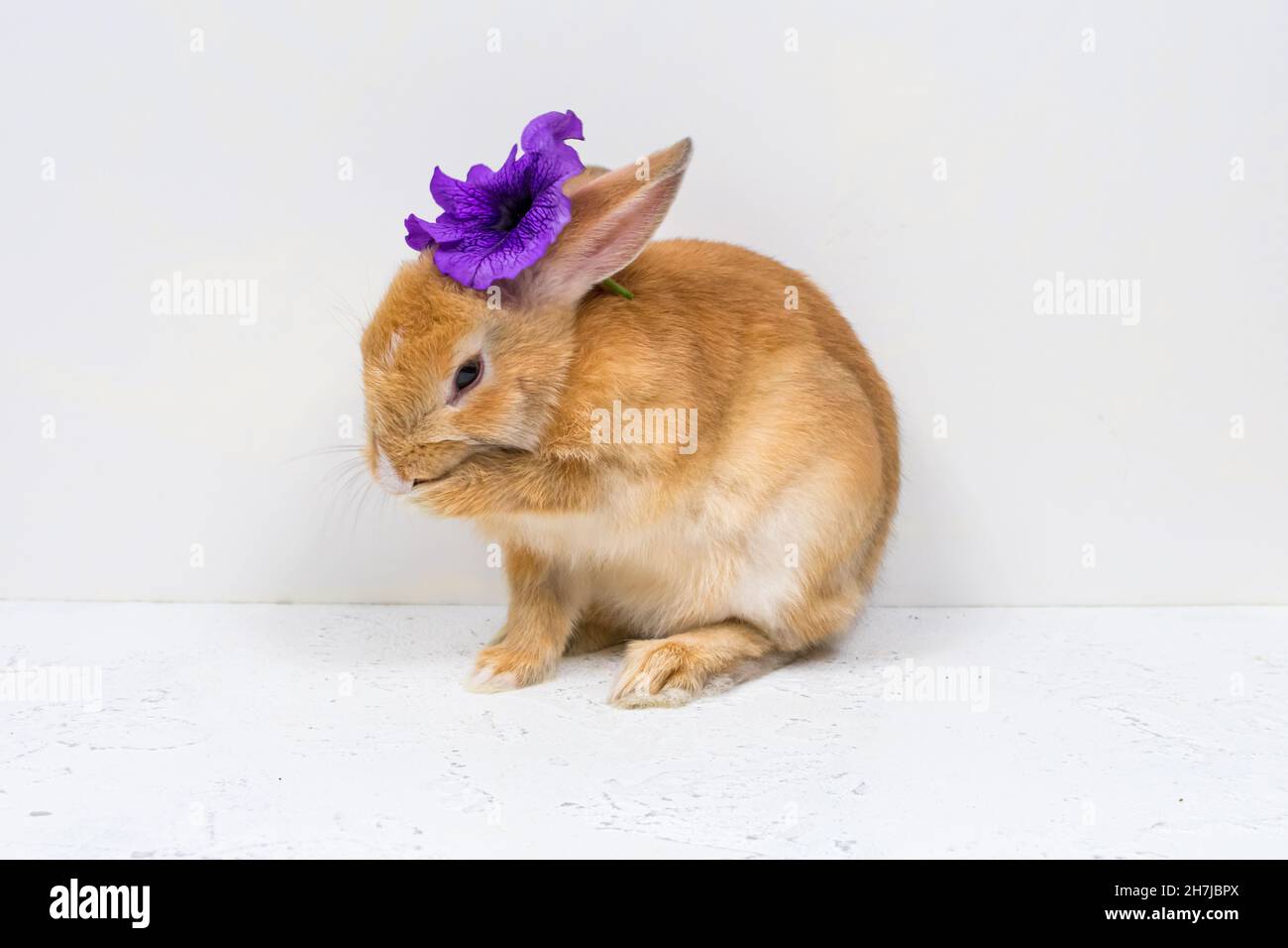 Redhead rabbit with a purple flower is washed on a white background ...
