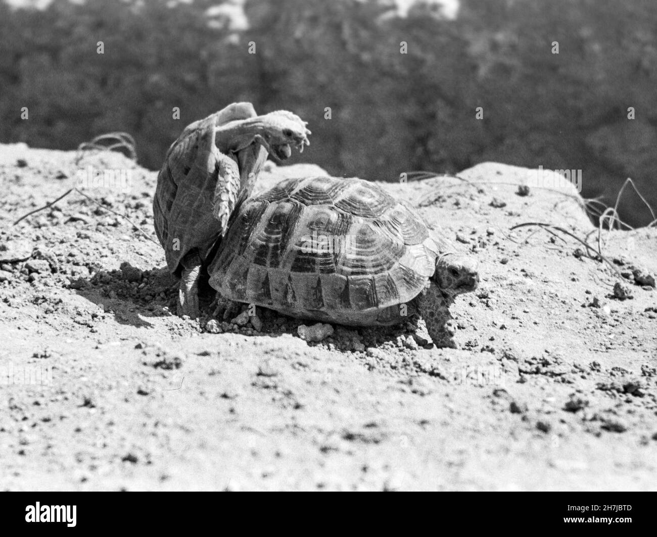Couple of tortoises mating on the ground. Stock Photo