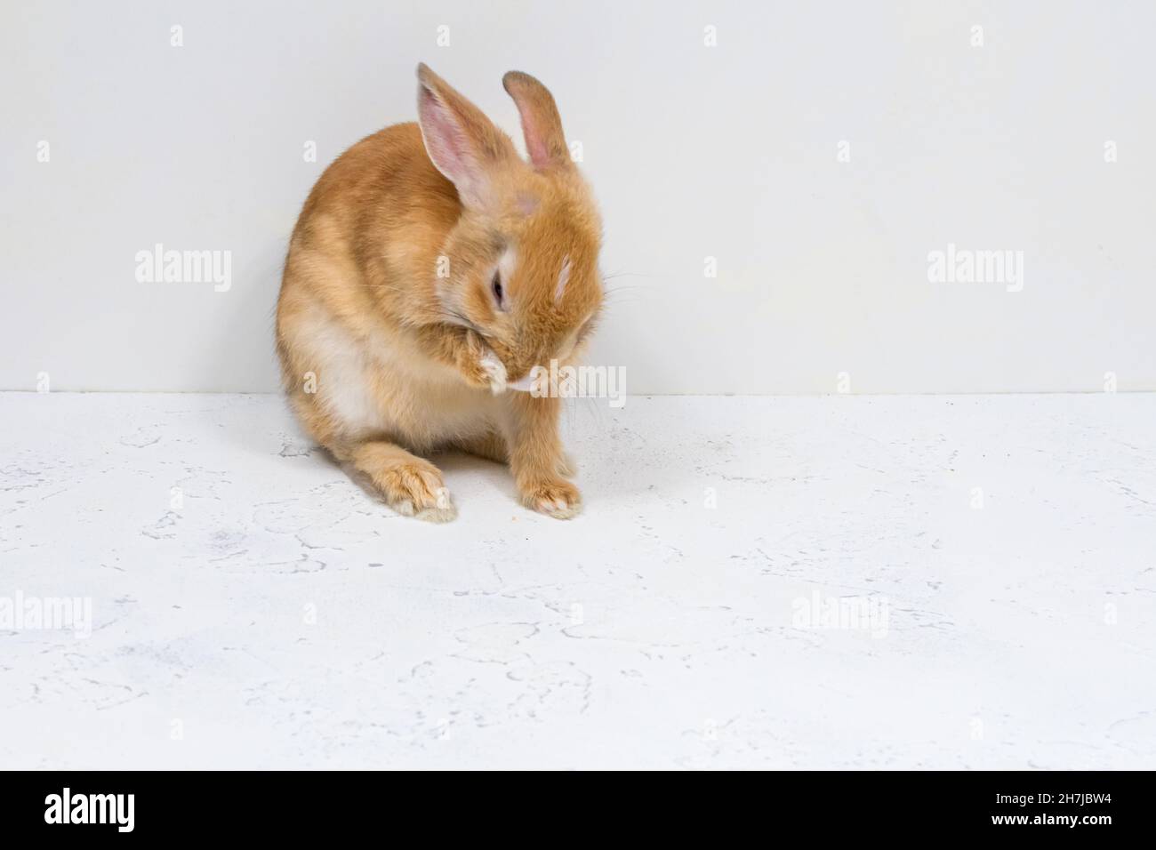 Redhead rabbit is washed on a white background. The basis for the ...