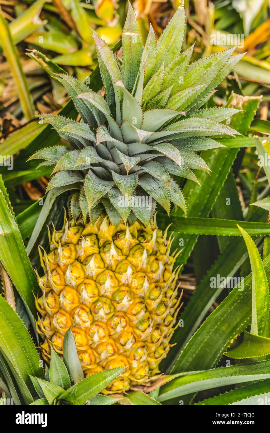 Pineapple Growing Field Green Leaves Moorea Tahiti French Polynesia