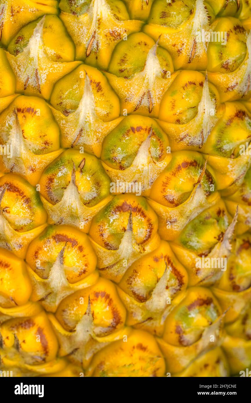 Pineapple Close Up Growing Field Moorea Tahiti French Polynesia. Ananas