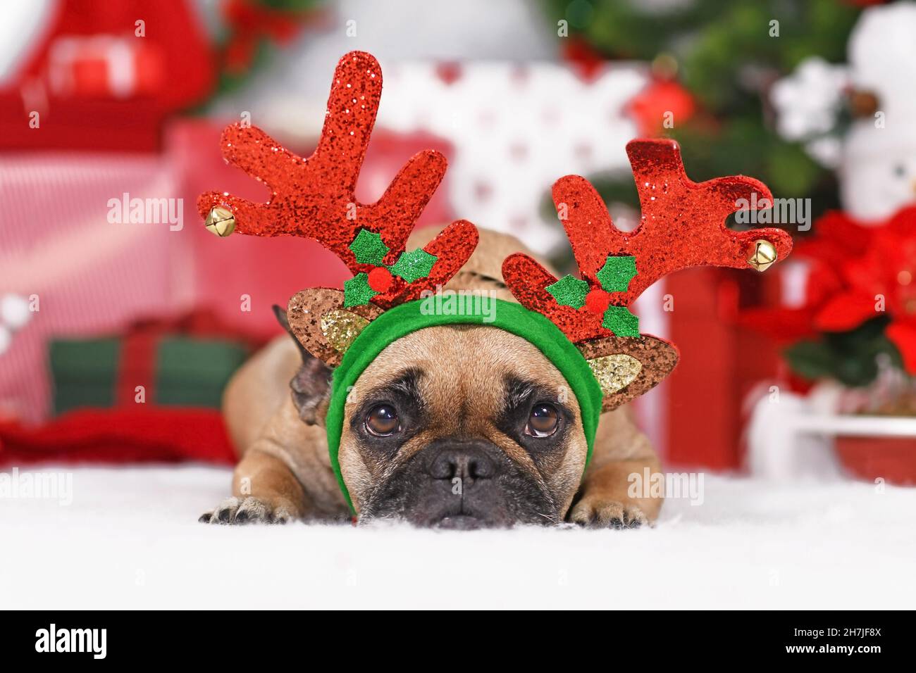 Reindeer Christmas costume dog. Cute French Bulldog wearing antlers in front of seasonal decoration Stock Photo