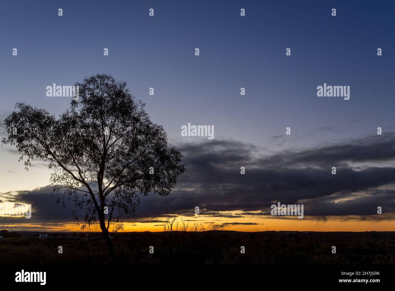 Silhouette of a single tree in a field at sunset Stock Photo - Alamy