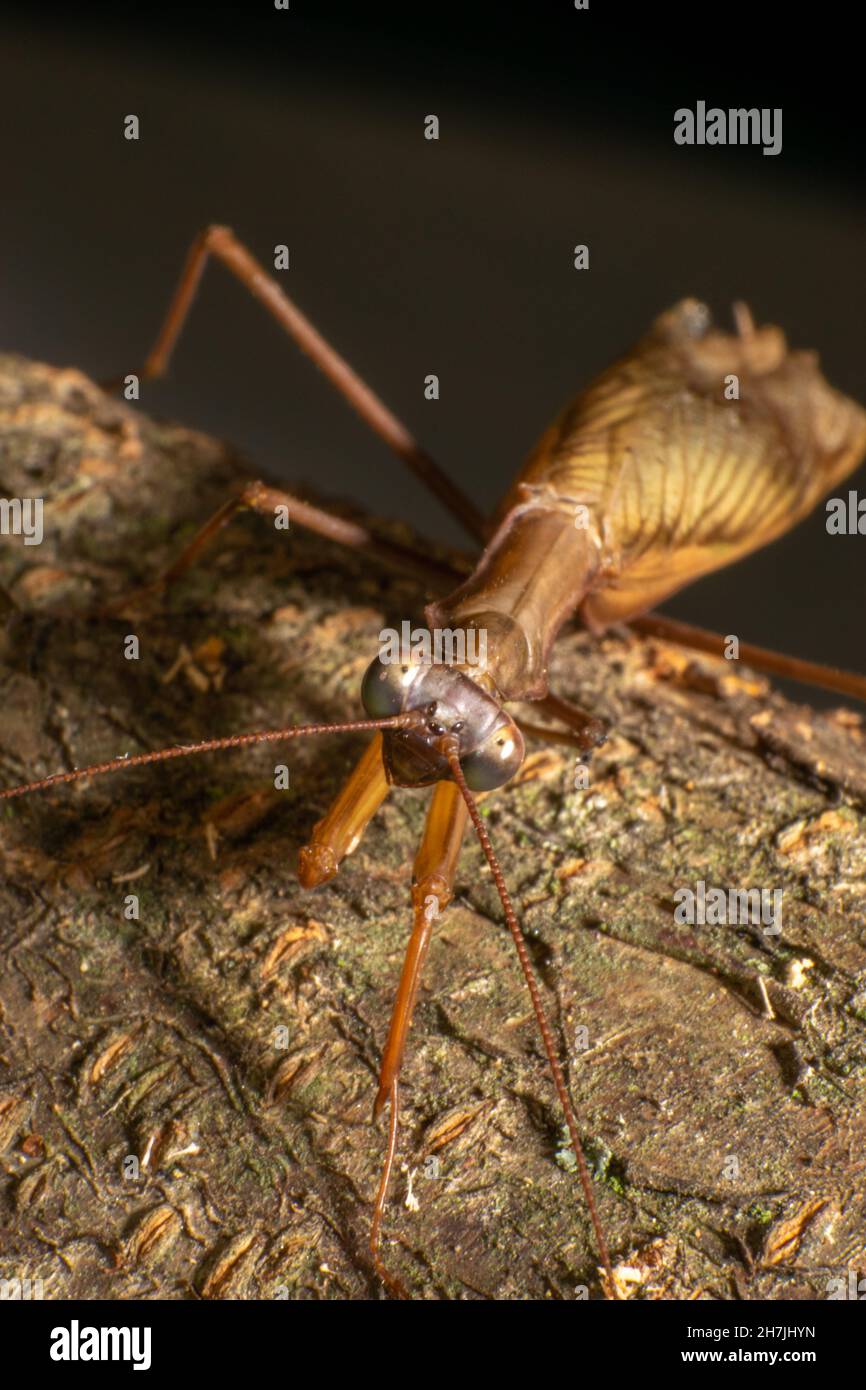 Brownish praying mantis insect closeup or macro photography, Arthropoda Stock Photo