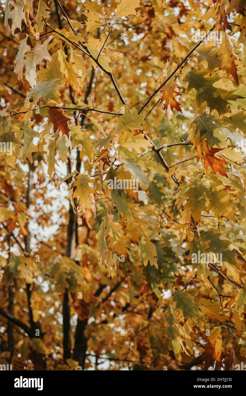 Closeup orange oak leaves hi-res stock photography and images - Alamy