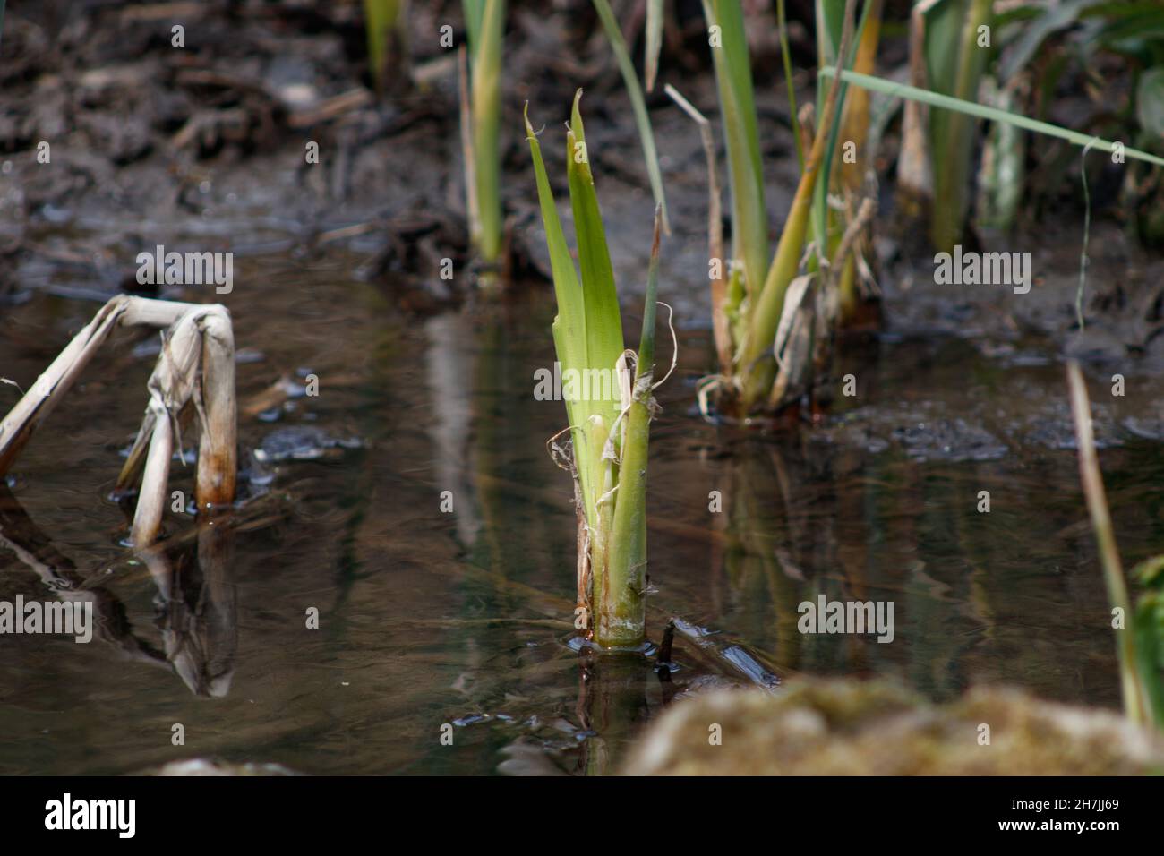 Closeup of acorus calamus plants growing in the wetland Stock Photo