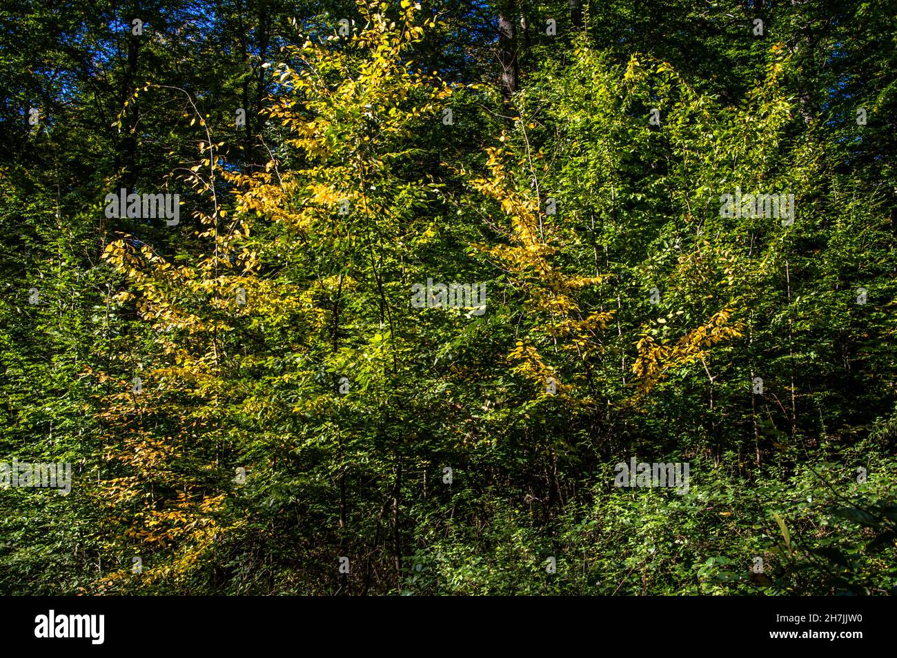 Herbst in bunten Farben Spaziergang in der Natur Stock Photo