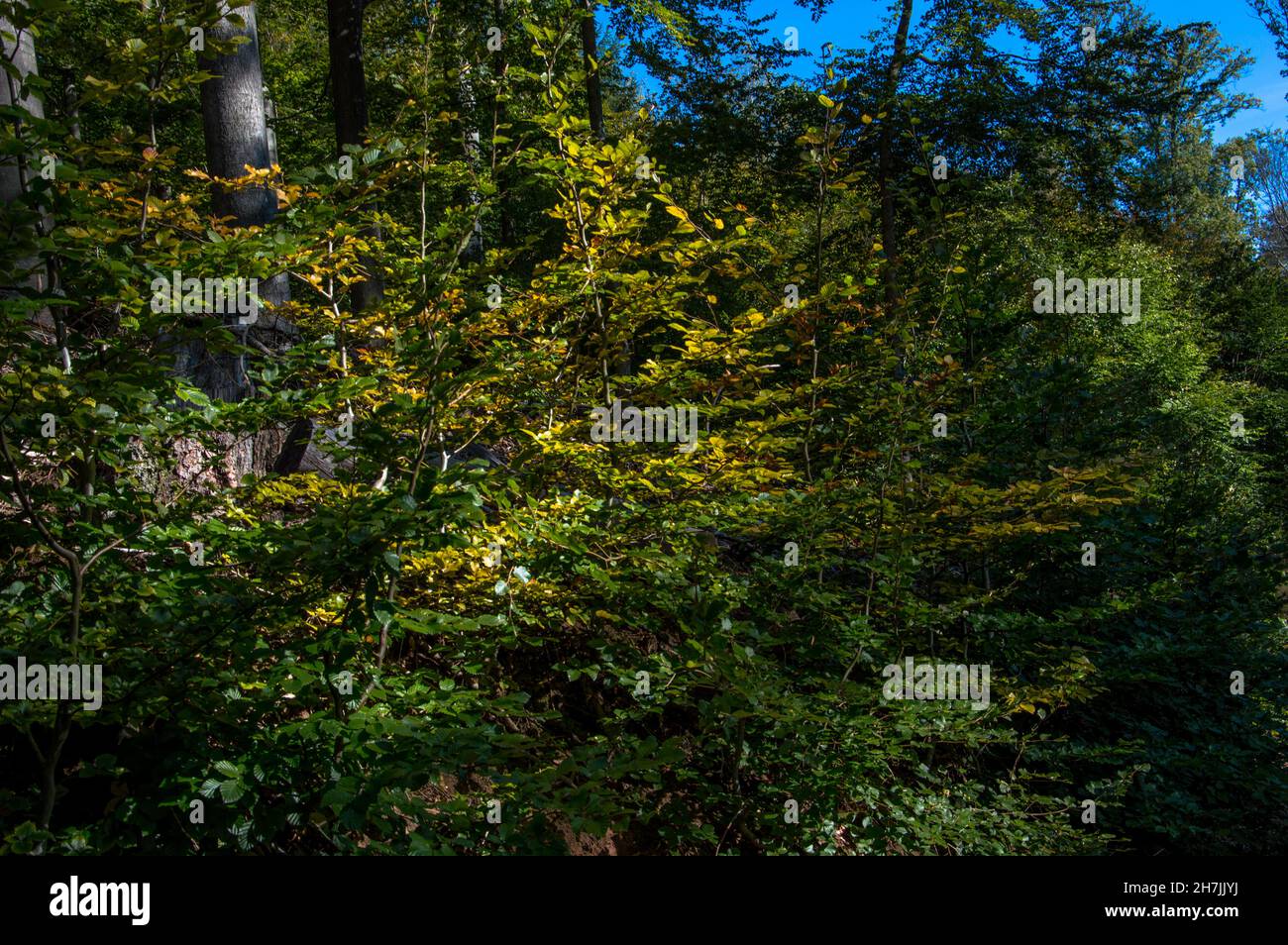 Herbst in bunten Farben Spaziergang in der Natur Stock Photo