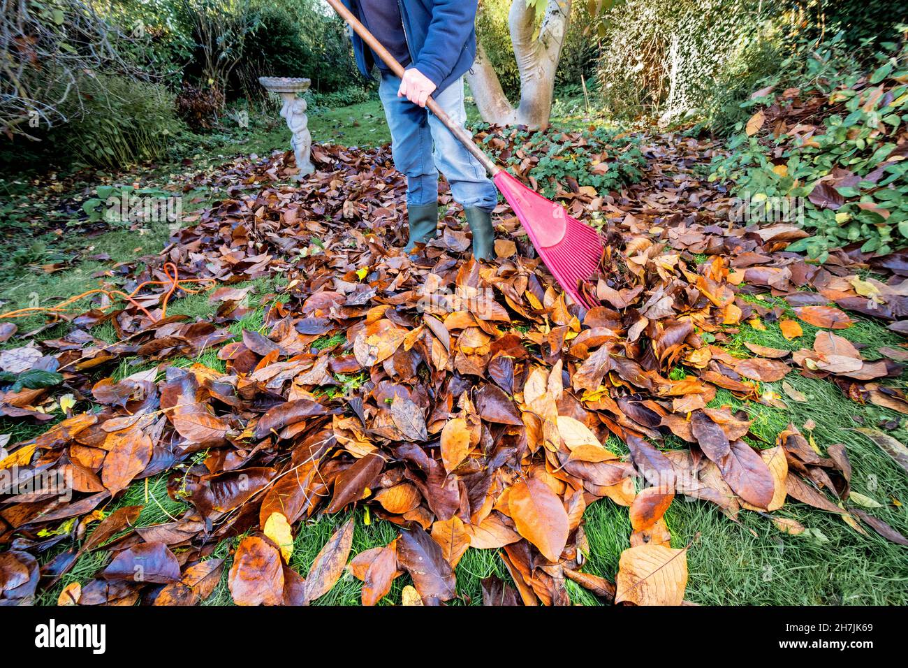 Raking magnolia leaves in autumn on grass lawn ready to shred with leaf vacuum to make leaf mould or mulch after rotting down in bin bags,Berkshire,UK Stock Photo