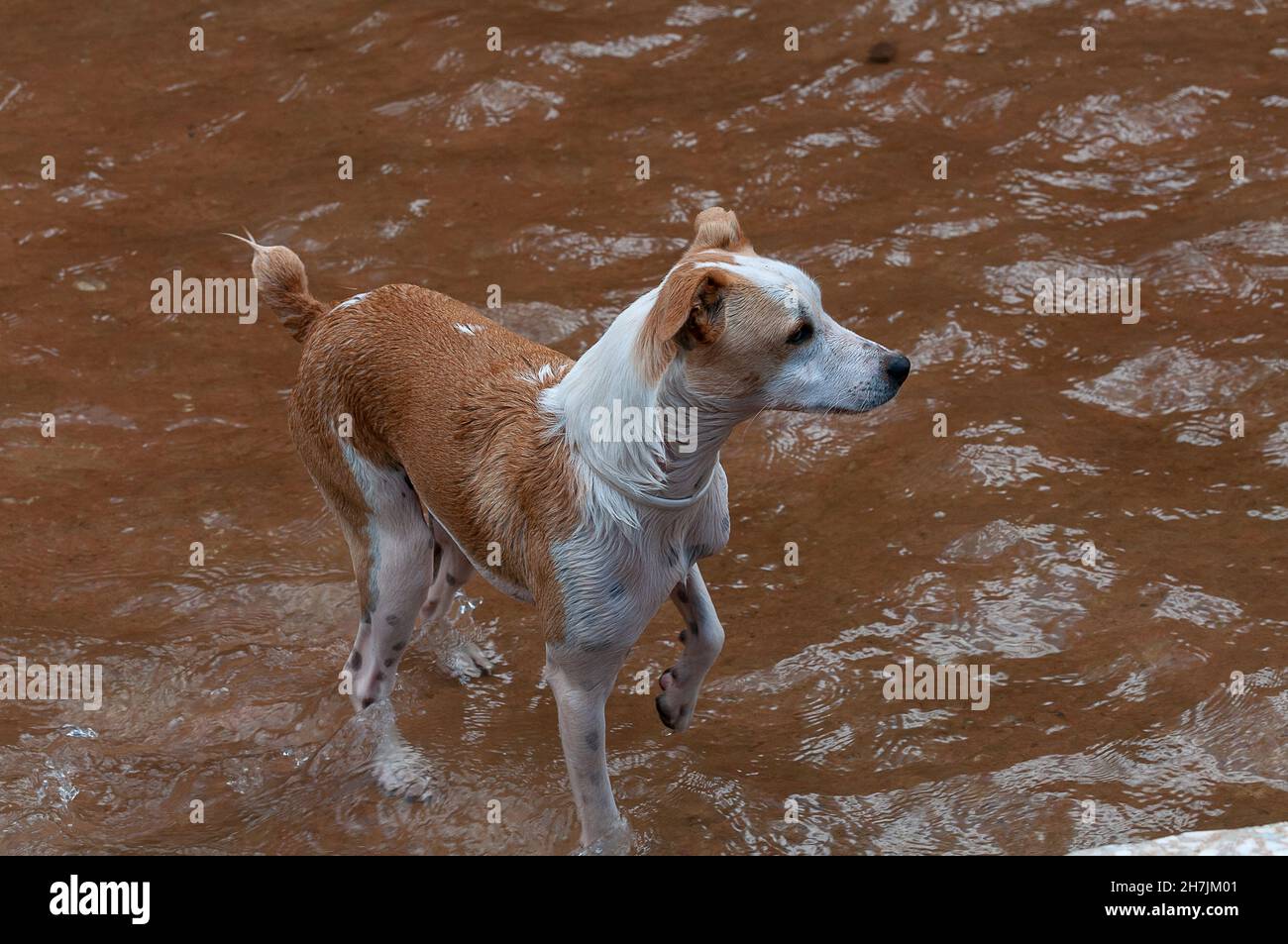 Medium dog. Jak Russell x Podenco Stock Photo