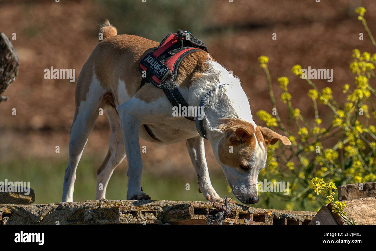 Medium dog. Jak Russell x Podenco Stock Photo