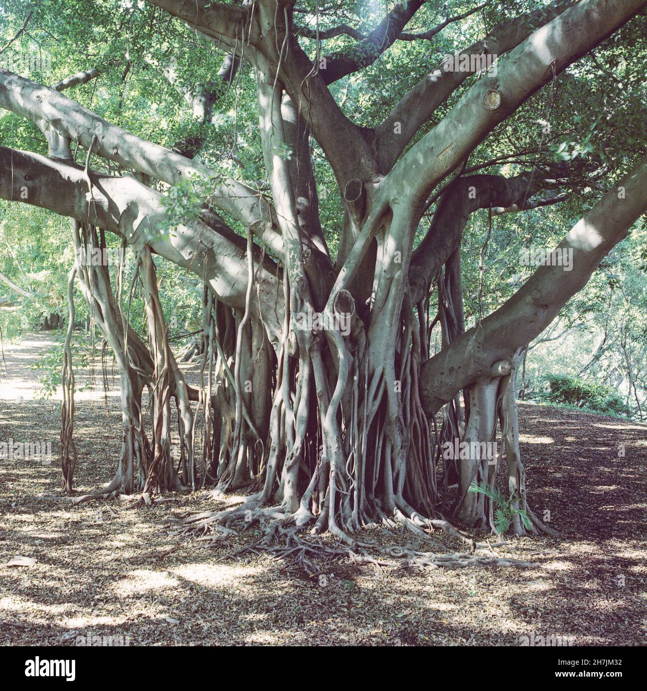 Fig tree, Queensland, Australia Stock Photo Alamy