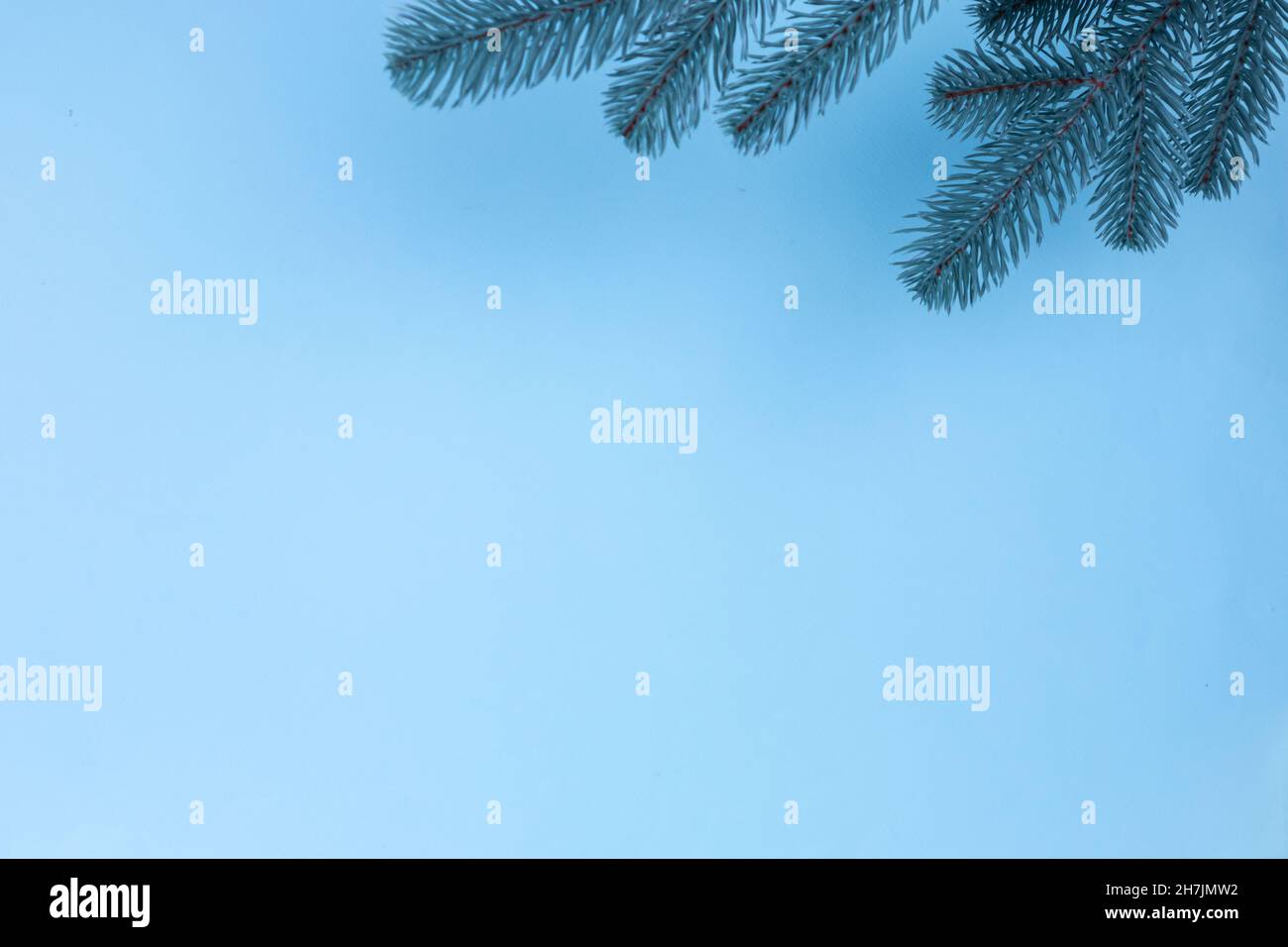 Branches of a Christmas tree on a blue background. The basis for the ...