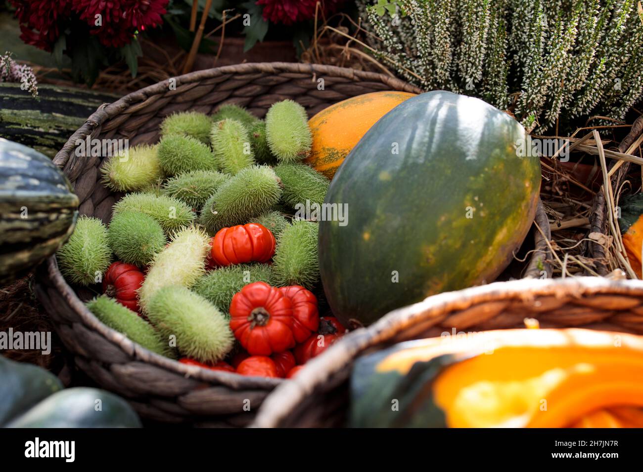 Squirting cucumber in a wicker basket decorate a windowsill Stock Photo