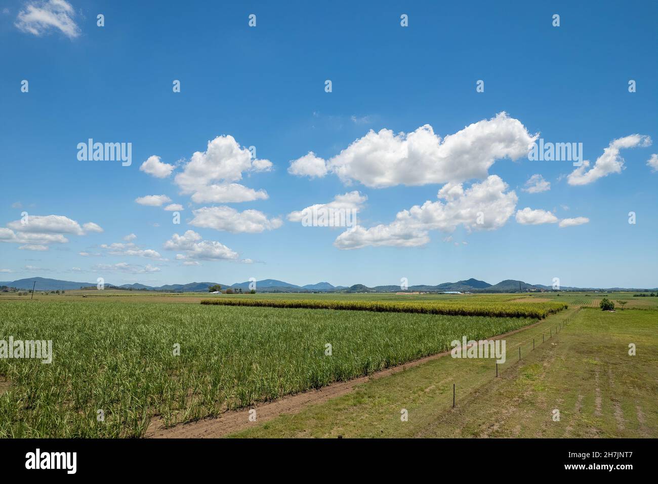 Young sugarcane plants in paddocks under a cloudy blue sky and bordering a rural acreage property Stock Photo