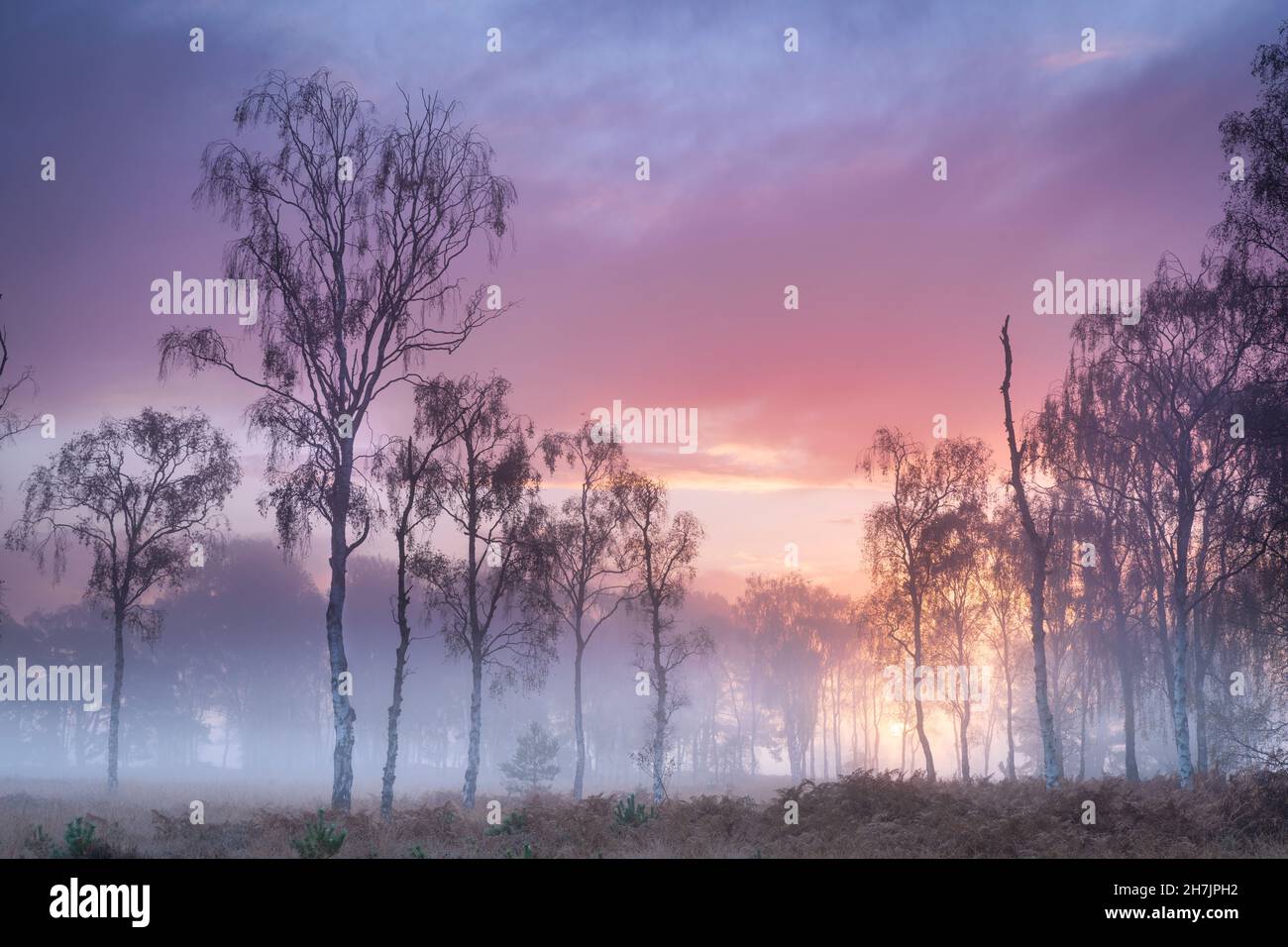 Misty cool Autumn daybreak at Strensall Common Nature Reserve near York, North Yorkshire, England. Stock Photo