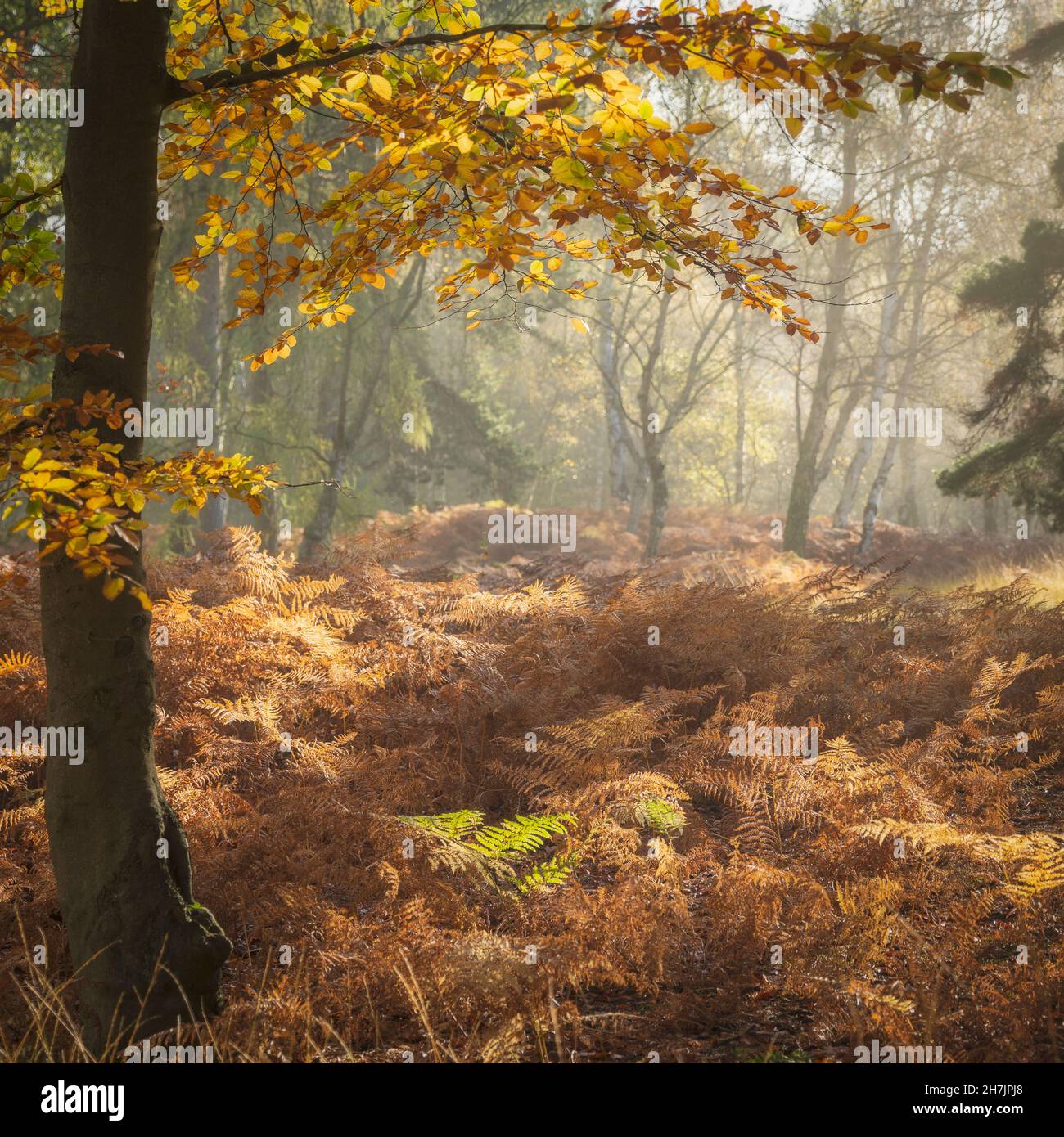 Warm autumn sunlight just after sunrise and lingering mist in Strensall Common wood near York, North Yorkshire, England. Stock Photo