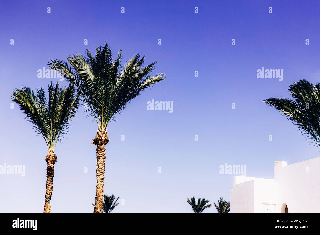 Bottom view of palm trees and resort hotel buildings. Hotel business Stock Photo