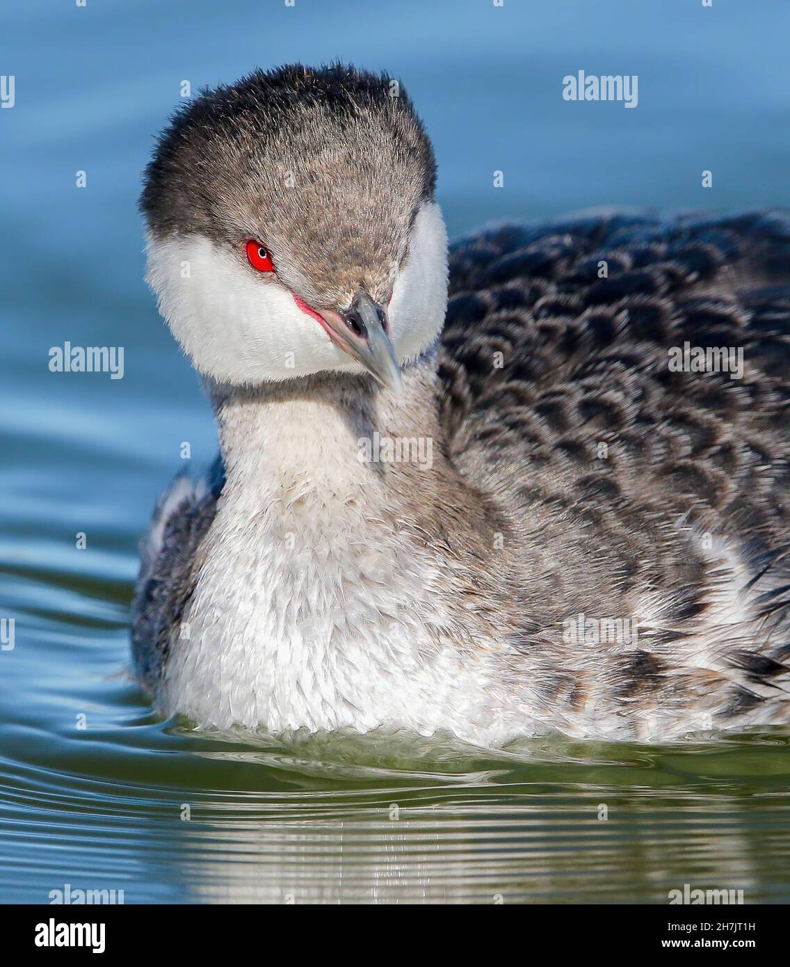 This extreme closeup calls attention to the interesting details of the Horned Grebe's eye, observable only at very close range. Stock Photo
