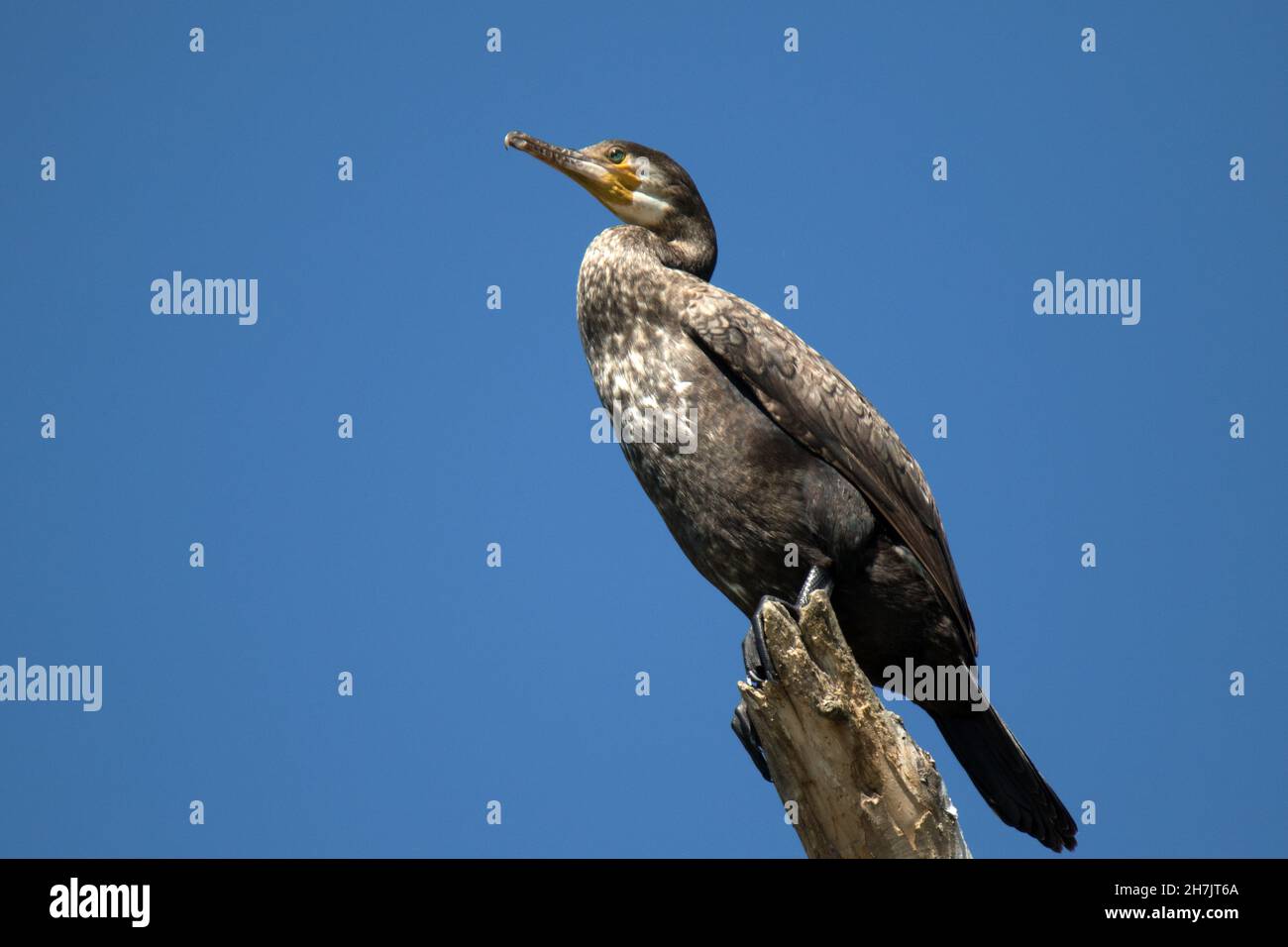 Cormorant danube delta hires stock photography and images Alamy