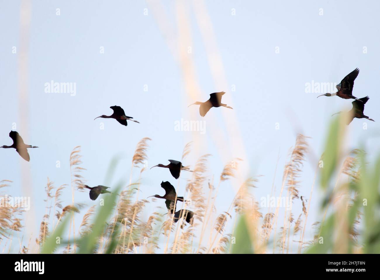 Glossy ibises (Plegadis falcinellus) Stock Photo