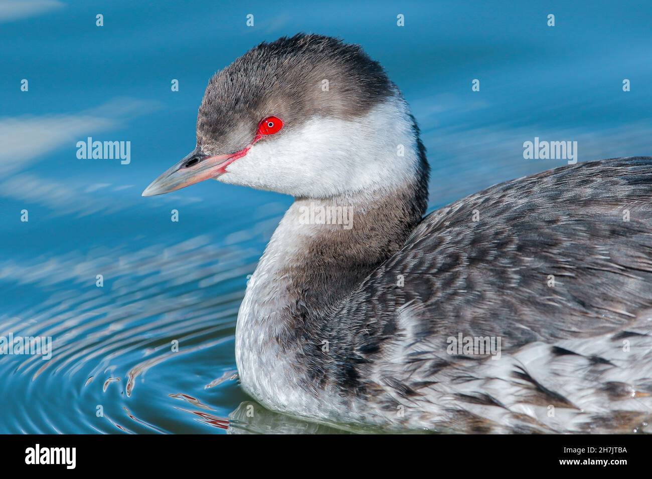 A close up profile image of a Horned Grebe in Winter plumage, with beak and eye details nicely illuminated by the sun in a pretty blue water lake. Stock Photo