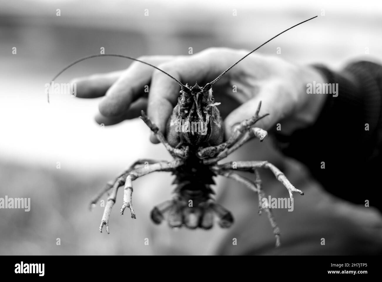Face to face with a crayfish in BW. A species of crab native to fresh water rivers. Held in hand. Stock Photo