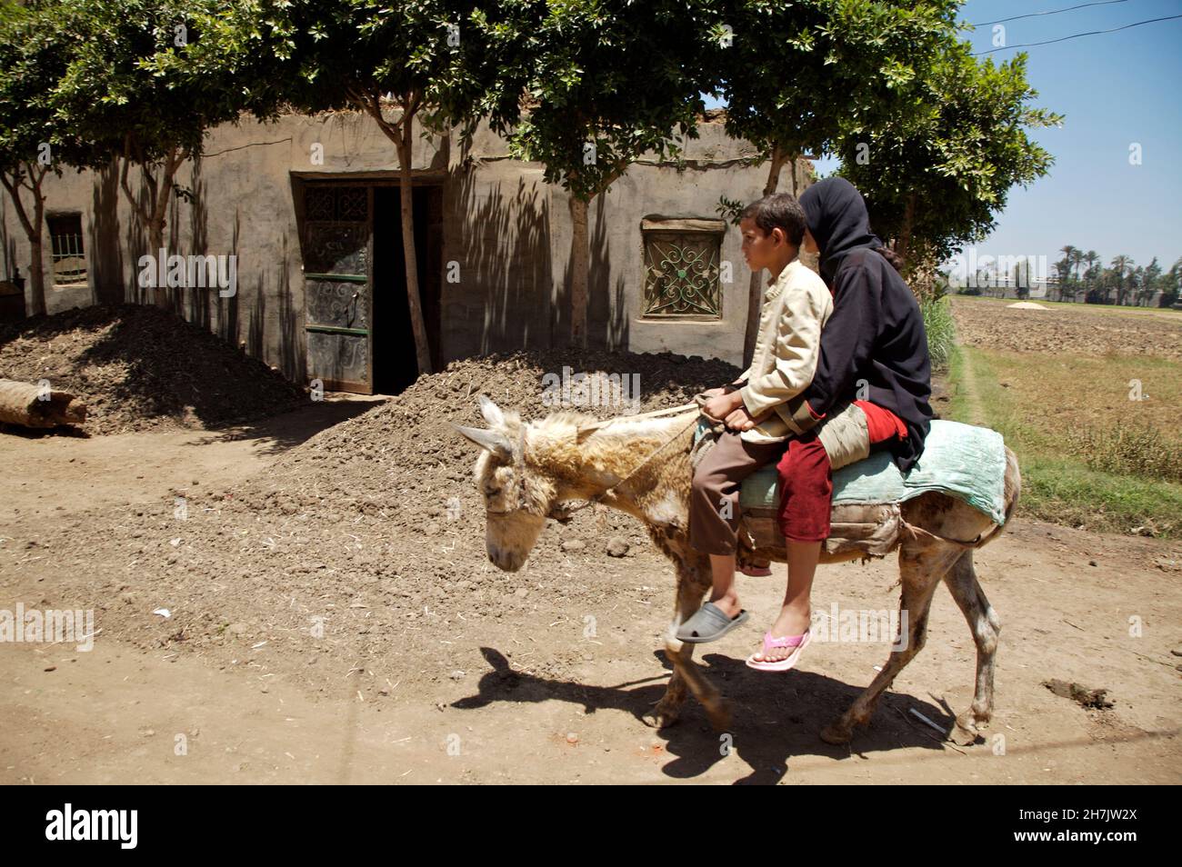 Children on a donkey in Masara village of Meet Ghamr district, in Daqhlia governorate, Egypt. June 3, 2007. Stock Photo