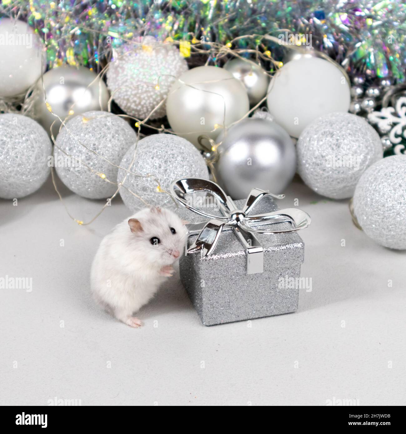 Hamster box decoration hi-res stock photography and images - Alamy