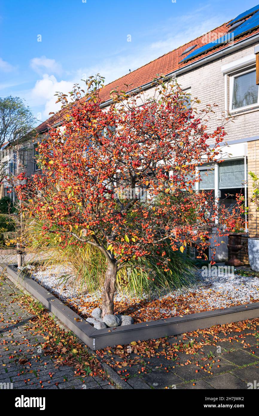 Decorative apple tree with many small bright red ornamental apples in a garden Stock Photo