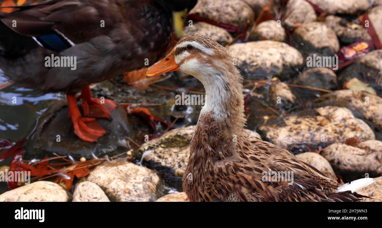 A close-up on the head of a duck Stock Photo