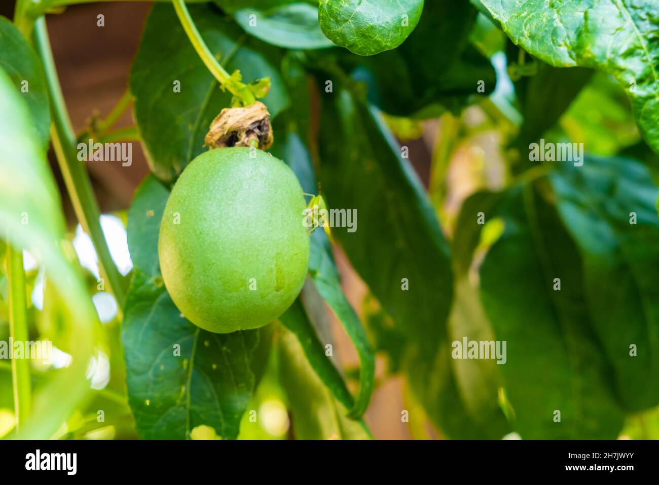 Raw green passion fruit ripens on the liana. Stock Photo