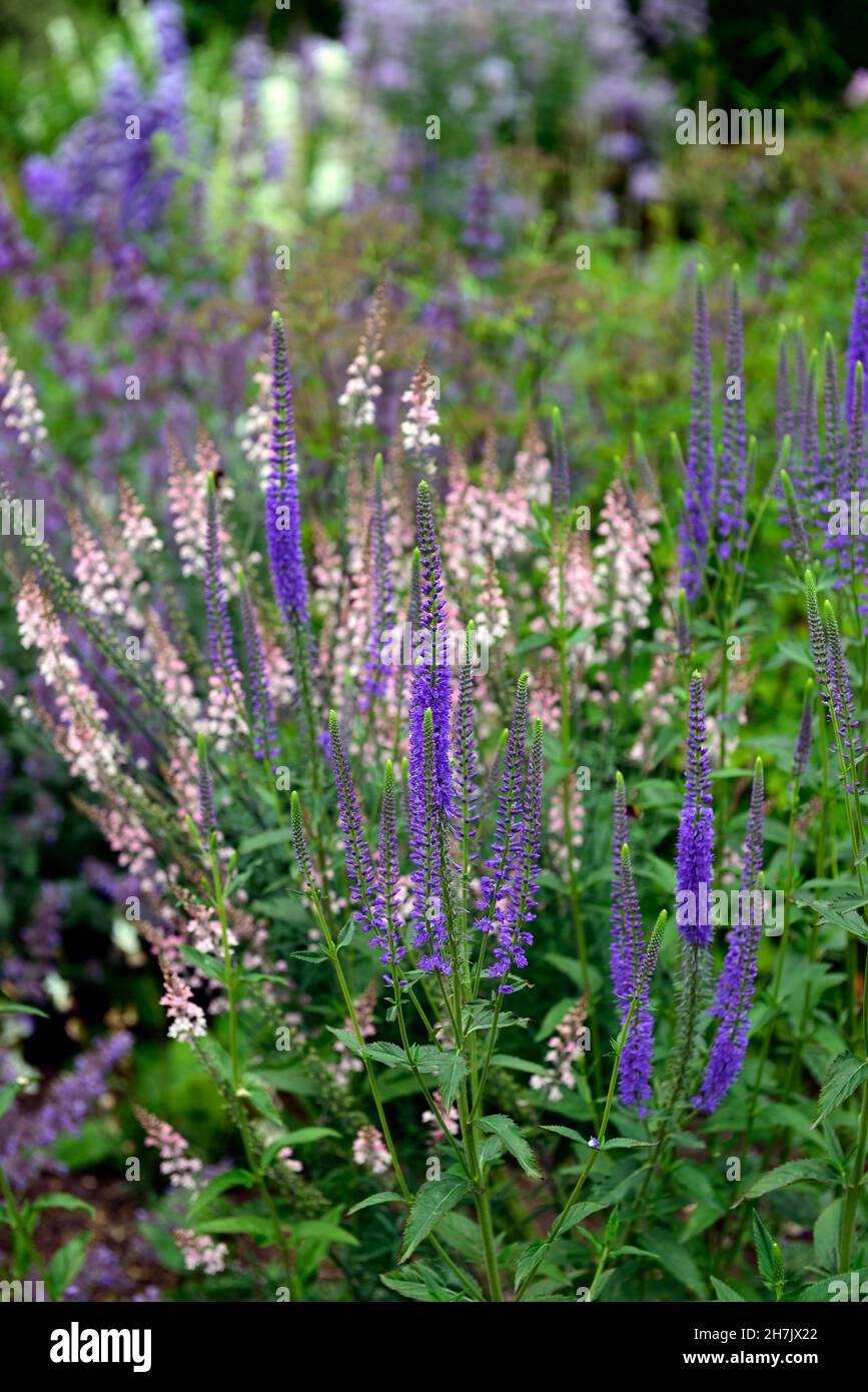 Veronicastrum virginicum Fascination,tall racemes, lilac-blue flowers,flowering perennials,linaria peachy,mixed planting scheme,RM Floral Stock Photo