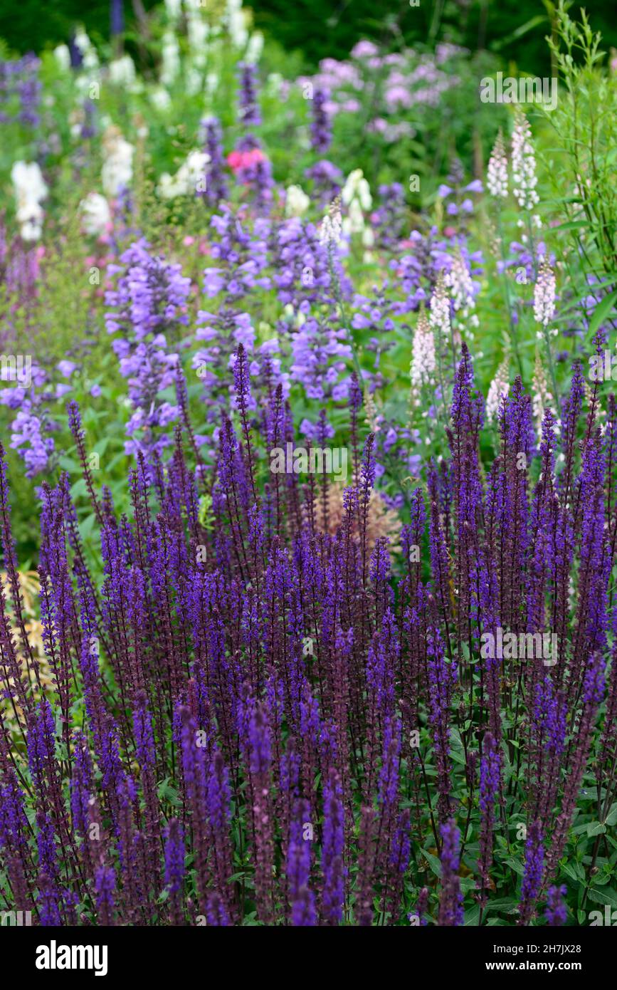 Salvia nemorosa Caradonna,purple flowers,perennials,perennial,flower ...