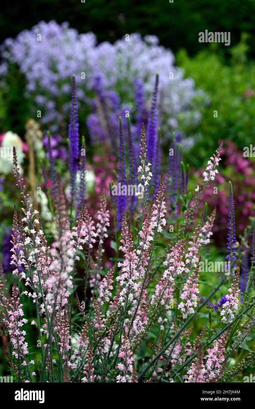 Linaria Peachy,Toadflax,peach yellow flowers,flowering stems,spires,snapdragon,mixed planting scheme,cottage garden,RM Floral Stock Photo