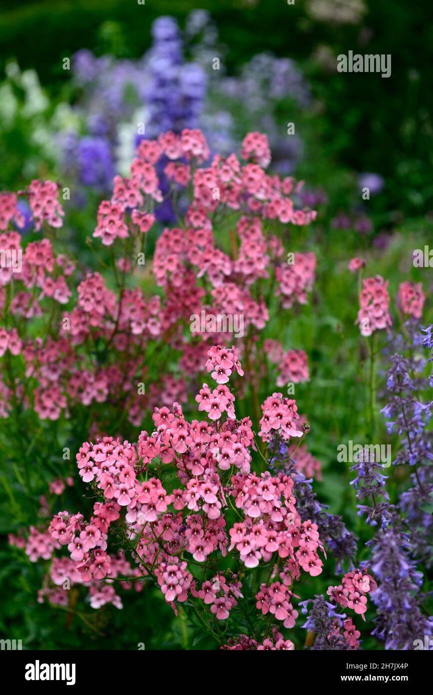 Diascia personata,masked twinspur,pink flowers,flower,flowering,semi evergreen perennial,garden,gardens,RM Floral Stock Photo