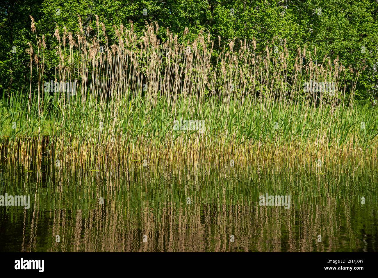 Swamp Reeds Diy Reed growing in swampy hi-res stock photography and images - Alamy