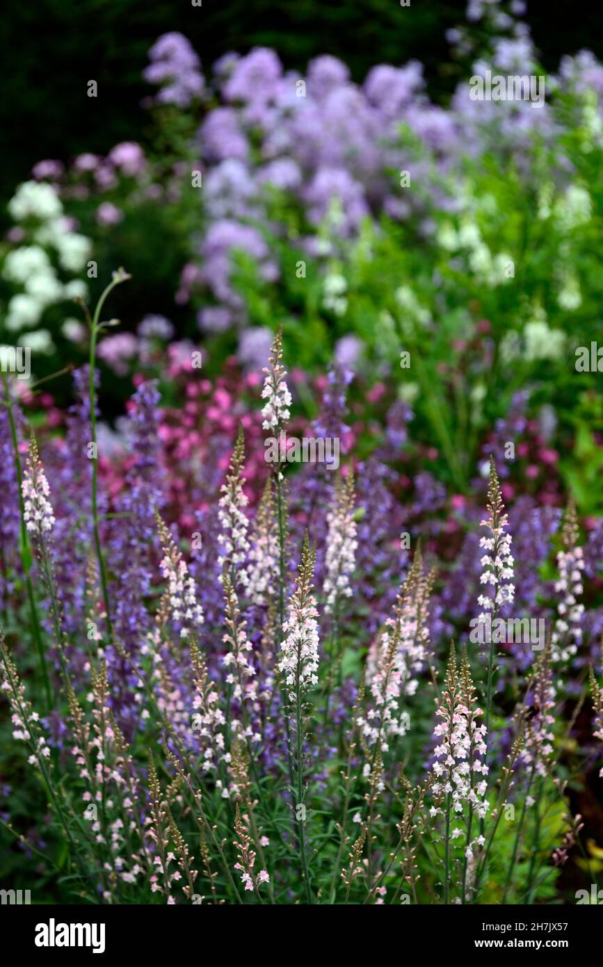 Linaria Peachy,Toadflax,peach yellow flowers,flowering stems,spires,snapdragon,mixed planting scheme,cottage garden,RM Floral Stock Photo