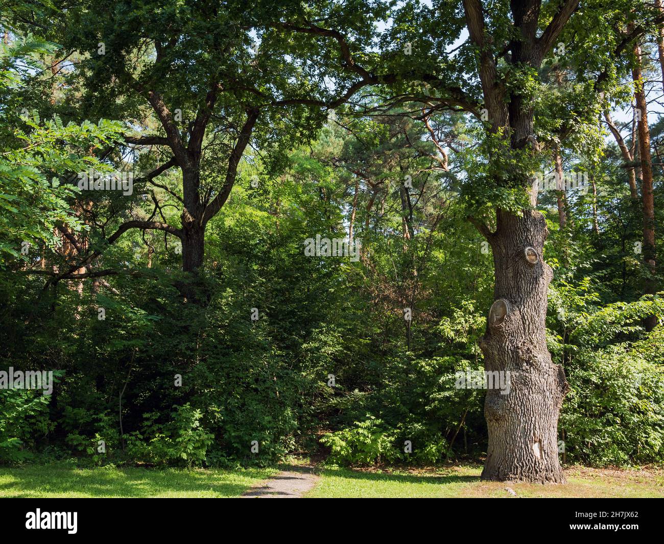 Summer nature landscape with old oak trees Stock Photo - Alamy