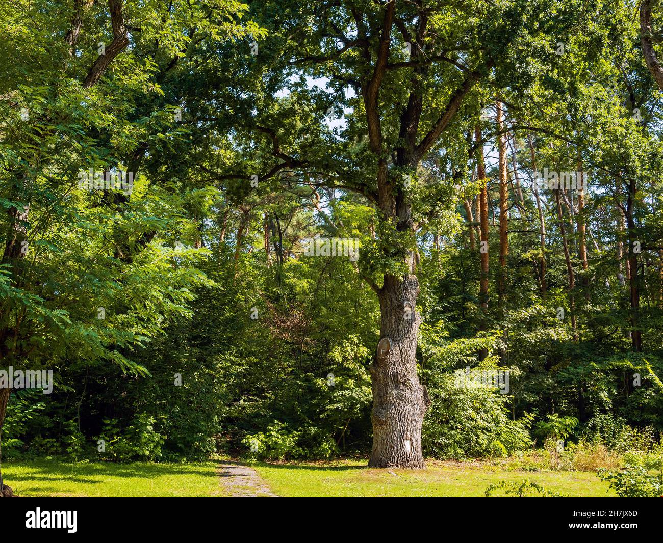 Ancient oak on edge hi-res stock photography and images - Alamy