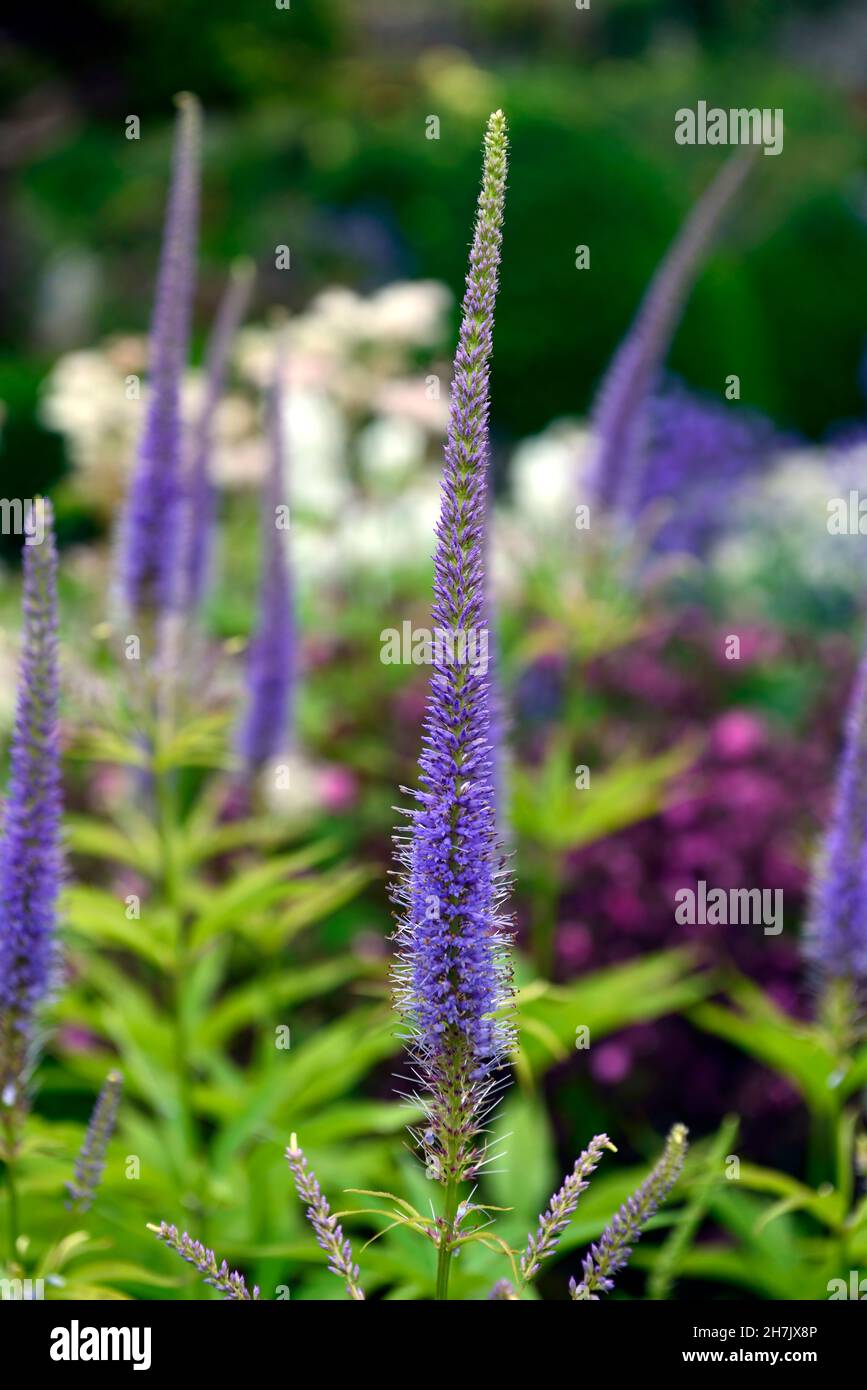 Veronicastrum virginicum apollo,tall racemes, lilac-blue flowers,flowering perennials,linaria peachy,mixed planting scheme,RM Floral Stock Photo