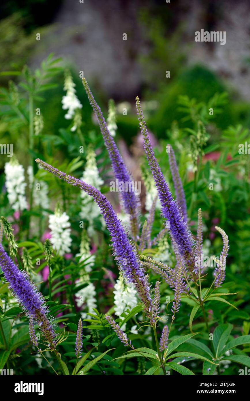 Veronicastrum virginicum apollo,tall racemes, lilac-blue flowers,flowering perennials,linaria peachy,mixed planting scheme,RM Floral Stock Photo