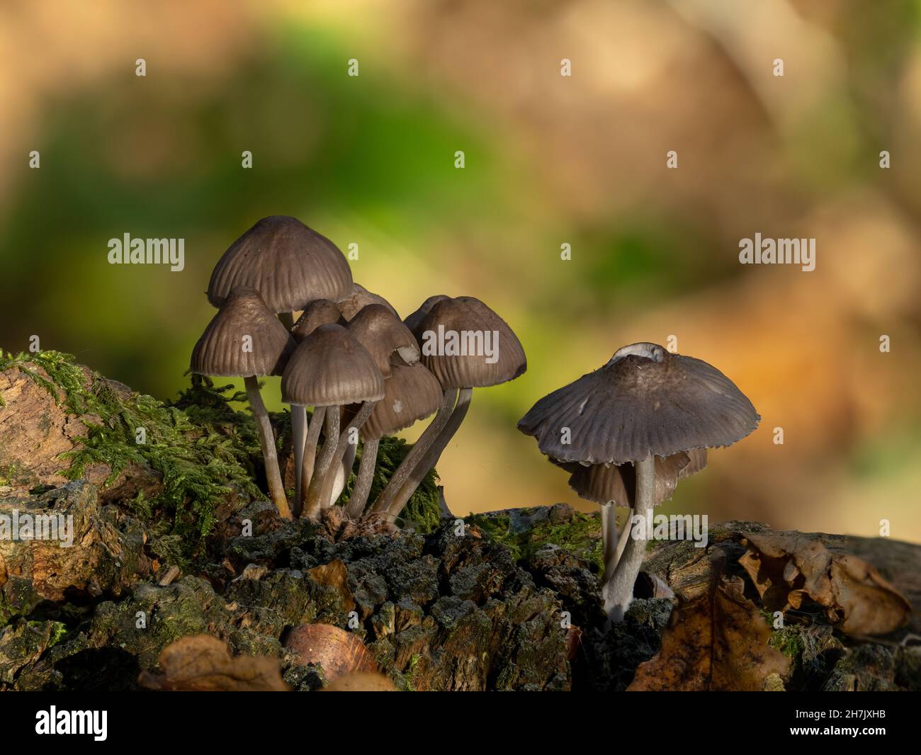 Cluster of Bonnet mushrooms growing on fallen tree in woodland. Stock Photo