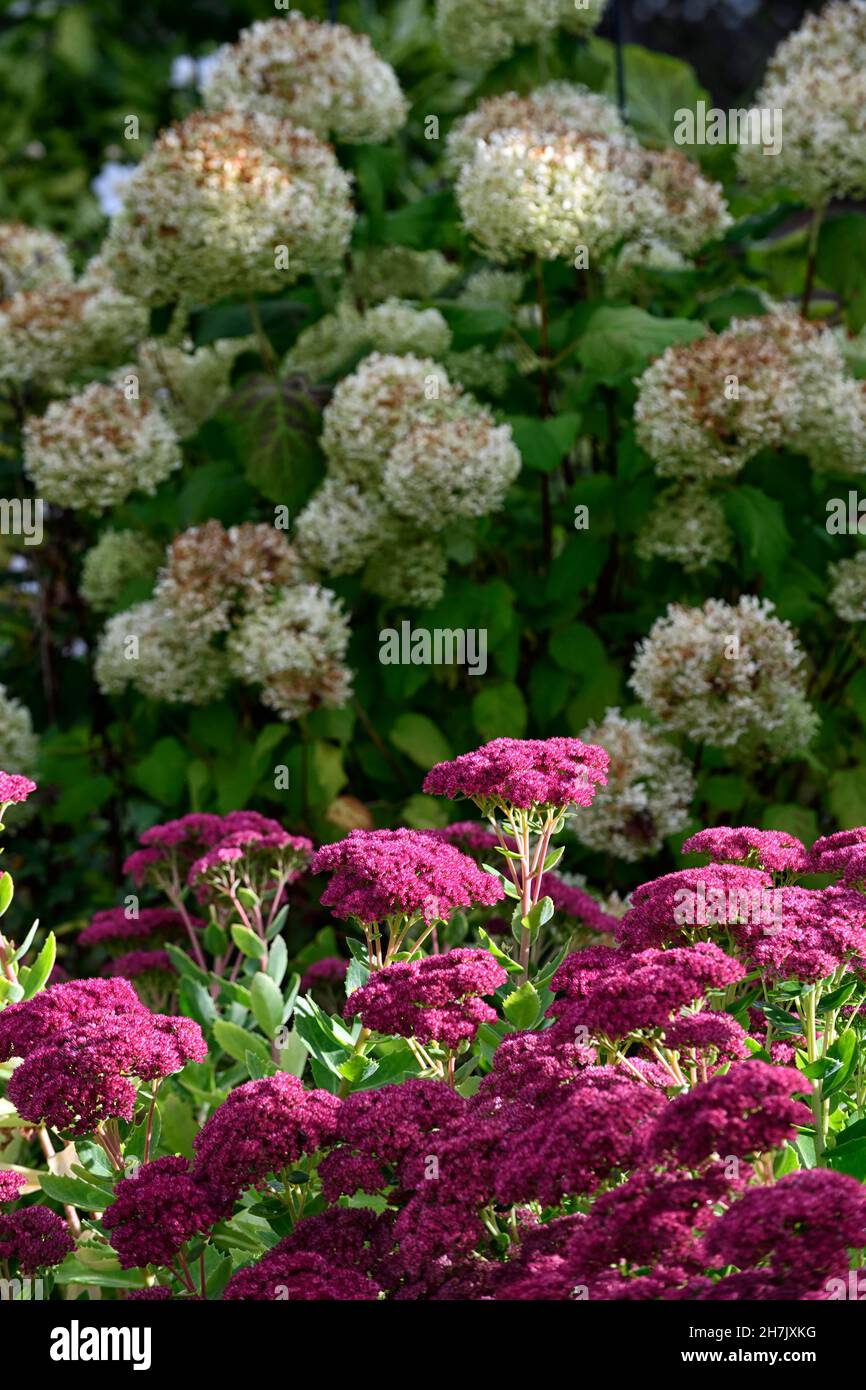 Hylotelephium spectabile,Hydrangea arborescens Annabelle,white flowers,Showy Stonecrop,Sedum spectabile,RM Floral Stock Photo
