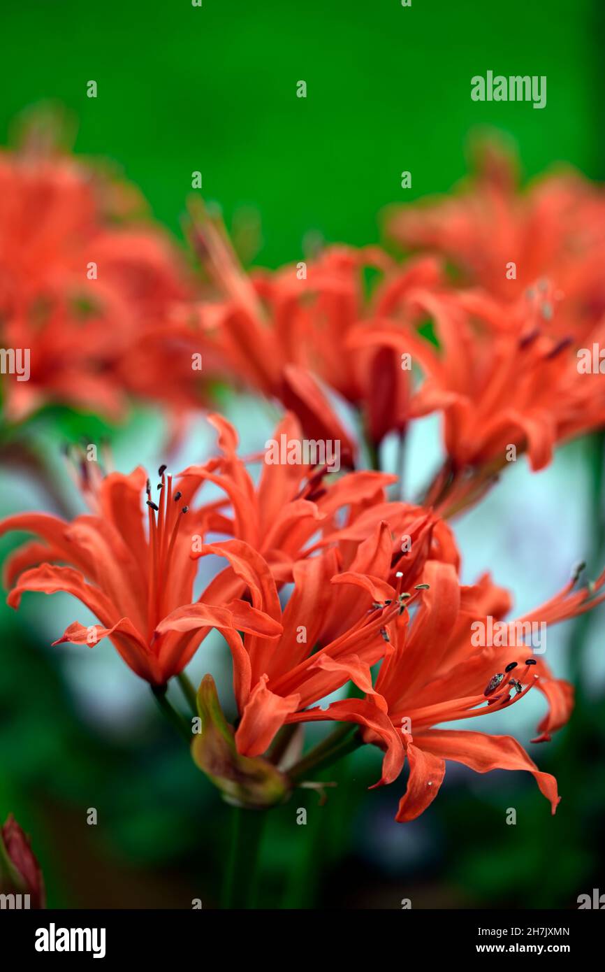 nerine sarniensis, Guernsey lily, Jersey lily, tender, flowering, bulb, flowers, red, autumn, autumnal, Western Cape, RM Floral Stock Photo